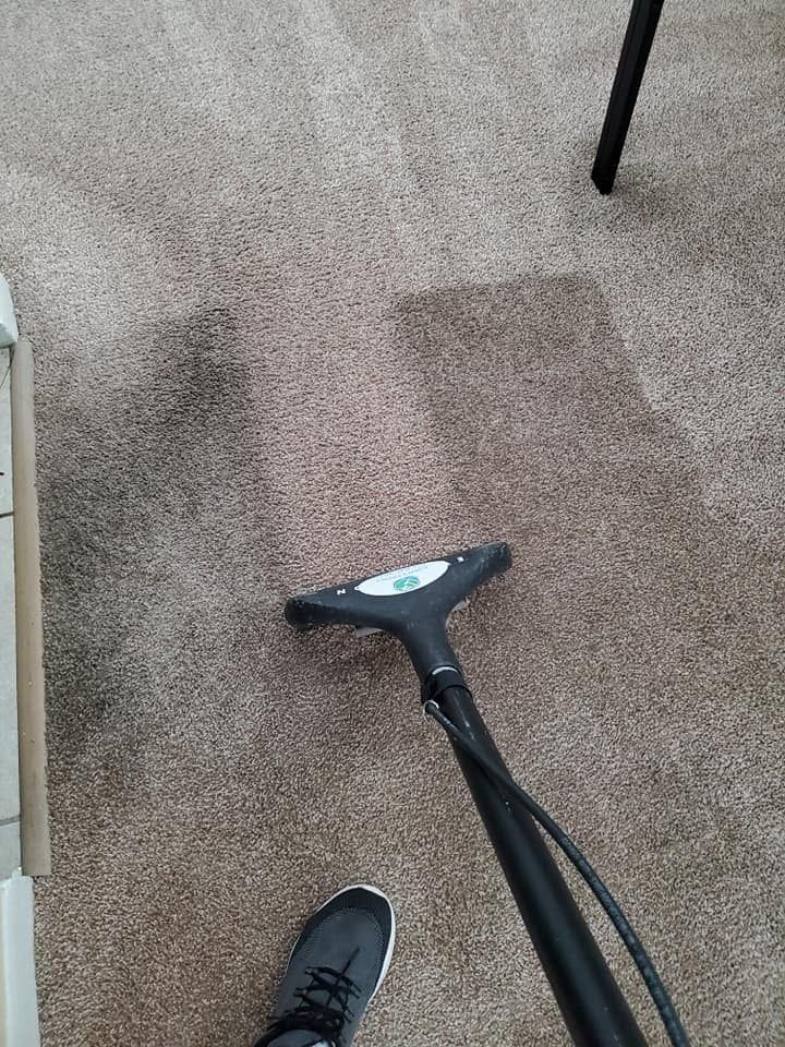 Carpet Cleaning in Terrace by Tampa Steam Team
